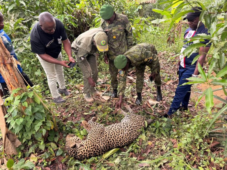 fait divers Gabon] Ndagui : la panthère qui a tué le chef du village a été abattue, mais la peur demeure