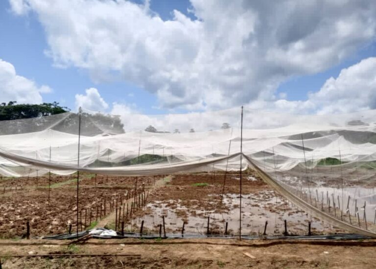 Riziculture au Gabon : l’IRAF forme associations et coopératives pour accélérer la production locale